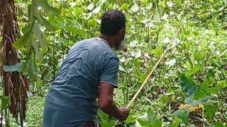 আজকে ঘন কচুরিপানার মধ্যে থেকে বড়শীতে লাল পিঁপড়ার ডিম দিয়ে বড় বড় কৈ মাছ ধরলাম ll Amazing Hook fishing [upl. by Darnoc501]