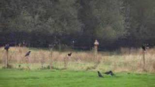 Red Kites amp Buzzards etc flying amp feeding at Gigrin Farm [upl. by Hilton275]