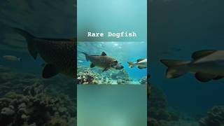 Dogfish Hybrid Swimming in Vibrant Marine World [upl. by Kamp]