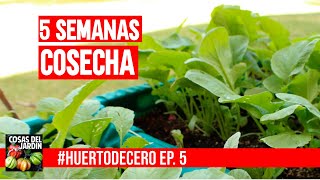 COSECHA INCREIBLE 🍒🥬🍒 EN SOLO 5 SEMANAS COMO HICE HUERTODECERO EP 5 [upl. by Ennayrb]