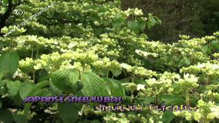 Viburnum plicatum Shasta  Japanse sneeuwbal [upl. by Nednil593]