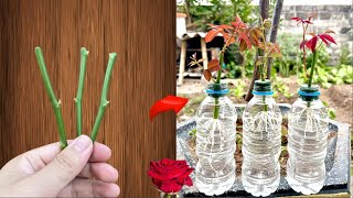 Propagate rose cuttings with water they suddenly take root and sprout like crazy overnight [upl. by Riffle]