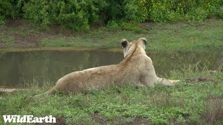 WildEarth  Sunrise Safari  17 January 2024 [upl. by Adnana397]