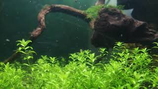 Pearlweed pearling Non co2 carpeting plant for aquarium [upl. by Acnayb]