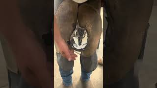 Farrier horse fyp tiktokfarrier tiktokhorseshoer hoofcare asmr satisfying oddlysatisfying [upl. by Iadrahs939]