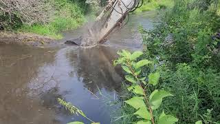 Beaver dam removal [upl. by Jew]