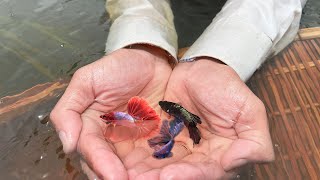 Lucky Day to Catch My Favourite Betta Fish in The Fresh Field with MyGoldFish [upl. by Eiramesor]