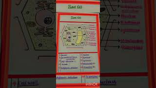 science plant cell diagram 💥❤ [upl. by Vedette879]