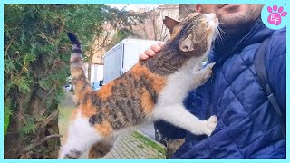 When a stray Cat picks you its for life 🧡 Cat and Human Moments [upl. by Bakemeier]