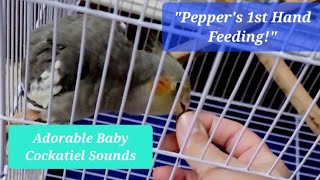 Baby Cockatiels First Hand Feeding Adorable Begging Sounds amp Cute Moments [upl. by Flam]