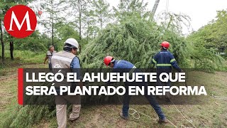 ¡Ya está aquí Ahuehuete que se plantará en la glorieta en Reforma llega a la CdMx [upl. by Mariann]