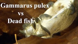 Gammarus pulex vs Dead fish Kiełż zdrojowy [upl. by Sirk]