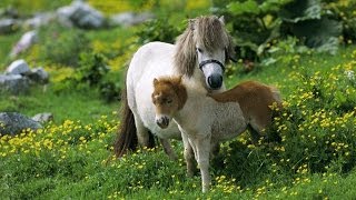 Shetland Islands West Shetland [upl. by Ainelec740]