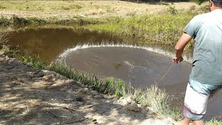 Pesca de tarrafa e peixe frito na beira do laguinhosoltei uma acará linda no lago [upl. by Ciprian]