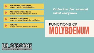 Discover How Molybdenum Affects Your Bodys Metabolism [upl. by Lehsar]