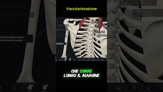 Muscoli Dorsali 3 Elevatore della Scapola  Vascolarizzazione [upl. by Eedeed690]