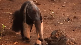 Oso hormiguero gigante versus Congas [upl. by Olegnaid]