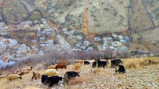 Relaxing Village life in the mountain  Village life of Iran  Nomadic life [upl. by Allicirp]