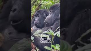 ❤️Twin Mountain Gorilla Sisters Relaxing in the Ugandan Jungle Bwindi❤️ [upl. by Brawley]