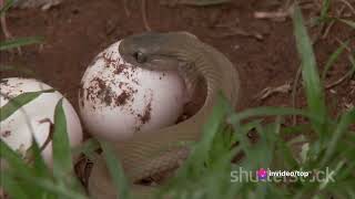 The Elusive Boomslang snakequotExploring the Boomslang Africas Arboreal Enigma [upl. by Siryt226]