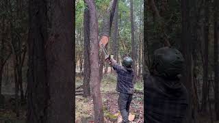 Damien Elsasser releases the trigger viralvideo viralshort treeremoval arborist stihl [upl. by Eintirb]