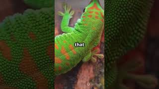 Top 5 amazing facts about lizard  Lizards NatureFacts Wildlife Chameleon AmazingNature [upl. by Ainitsirhc677]