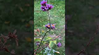 European Hummingbird Macroglossum stellatarum [upl. by Asenev]