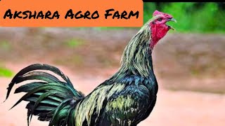 ಅಕ್ಷರ ಆಗ್ರೋ ಫಾರ್ಮ್ನ ಪರಿಚಯ  Detailed video of akshara agro farmbirds chicken pets rooster [upl. by Leirbma]