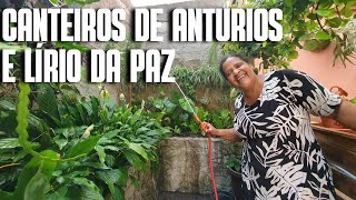 CANTEIRO DE ANTÚRIOS E LÍRIODAPAZ TIREI MINHAS DIONELLAS E PLANTEI ANTÚRIOS NO LUGAR  DICAS [upl. by Kristy]