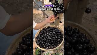 Uma das frutas mais gostosa do Mundo plantar curiosidades plantas jabuticaba frutas [upl. by Caruso]