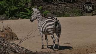 Mind Blowing Animals Pooping Moments Caught on Camera [upl. by Sibeal]