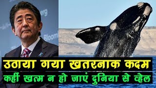 Japan ने उठाया ऐसा कदम खत्‍म न हो जाएं दुनिया से व्‍हेल [upl. by Areta]