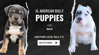 XL American Bully Puppies For Sale [upl. by Michelle]