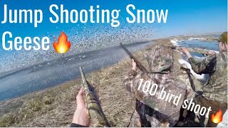 South Dakota Spring Conservation Snow Goose Hunting 2020 [upl. by Paviour]