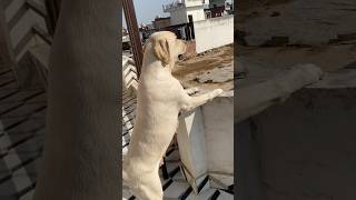 Labrador female mother love❤️🐶🐕🐶nitinpethub labradoriteg dog funny ​⁠nitinpethub6042 [upl. by Mueller]