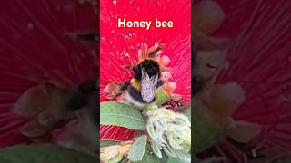 Honey bee it’s amazing [upl. by Bois]