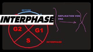 INTERPHASE FUNKTION UND PHASEN Abitur dna replikation G1 S G2 phasen einfach erklärt ZellZyklus [upl. by Alethea]