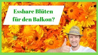 Essbare Blüten für den Balkon 🌼 Sommerblumen Aussaat Tipp April [upl. by Roanna]