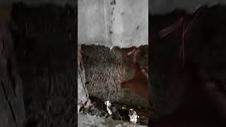 Mivan Form Works  Electrical Conduit  Nylon Thread Pulling  To Find Blockage  After Concreting [upl. by Chadd]