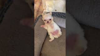 Teacup chihuahua puppy chillin [upl. by Felton]