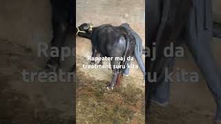 subscribemychannel cow dodra animals bhadra doctordodra 9501489898 [upl. by Appilihp]