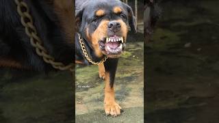 Angry Rottweiler barking sound angrypuppy funnyanimals pitbull angrypets cuteanimal angrydog [upl. by Eidob915]