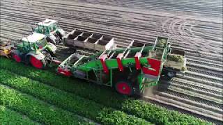 Aardbeiplanten rooien  Harvesting strawberry plants  Fendt  Basrijs  Drone Agriculture [upl. by Golanka91]