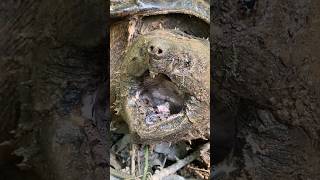 Alligator Snapping Turtle VS Common Snapper How to Tell the Difference🔎🐢 [upl. by Eustace]