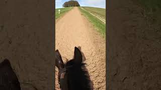 Barry Geraghty and Sprinter Sacre go for a ride on a beautiful day ❤️ horseracing horses sport [upl. by Mattland695]