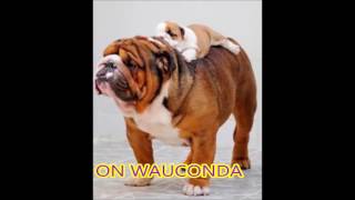 Wauconda High School Fight Song [upl. by Aiek]