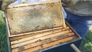 25 kg mjaltë 🍯 nga kjo koshere  harvesting honey 2023 🐝 [upl. by Stephi]