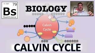 Photosynthesis Calvin Cycle [upl. by Yttocs]