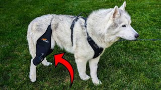 Dog Knee Brace Review Comfort Stability and Healing [upl. by Aisor]