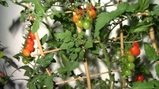 Tomaten im Wohnzimmer anbauen [upl. by Hsetih]